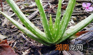 芦荟移栽注意事项视频 芦荟移栽注意事项
