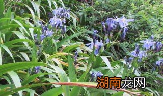 野生兰花怎么找到? 野生兰花怎么找