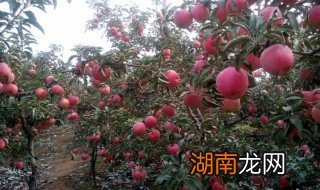 矮化苹果栽培技术 矮化苹果栽培