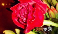 玫瑰花修剪技术图解 玫瑰花修剪技术