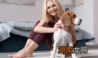 自制狗衣服简单做法,自制狗衣服简单做法视频