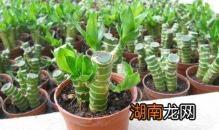 富贵竹水生根后可以栽培土里吗