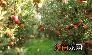 果园青苔怎么消毒清理 果园青苔怎么清除