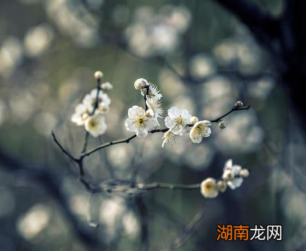 王安石最经典的三首古诗,你读过几首?