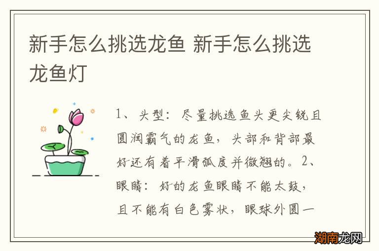 新手怎么挑选龙鱼 新手怎么挑选龙鱼灯