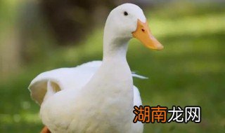 金定鸭会抱窝吗 金定鸭会飞吗