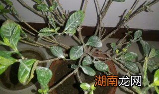 怎样救活栀子花树 怎样救活栀子花