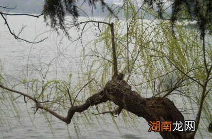 历史上哪件事准确预言了三位皇帝的结局?