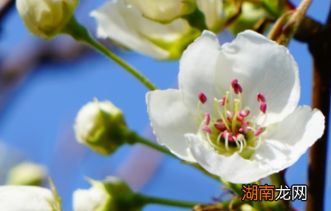 白梨属于什么品种?又有哪些生长的习性呢?