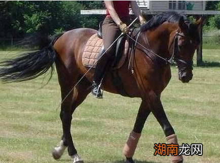 古代马匹作为代步工具 马真的能够日行千里吗