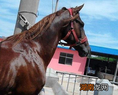 古代马匹作为代步工具 马真的能够日行千里吗