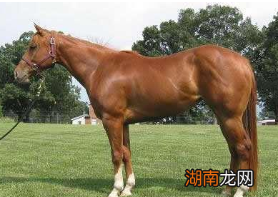 古代马匹作为代步工具 马真的能够日行千里吗