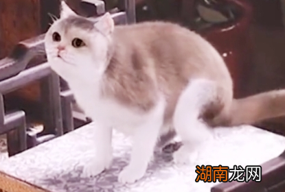 历史上有哪些著名爱猫人事?他们对猫的喜爱令人瞠目结舌
