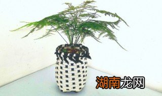 家里怎么选择花盆 家里怎么选择花盆种花