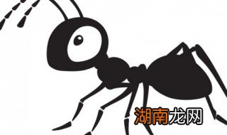 家里红蚂蚁怎么除掉 怎么除掉家里的红蚂蚁