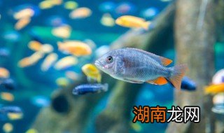 家里鱼缸怎么摆放,家里鱼缸怎么摆放位置