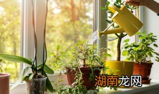 家里的植物怎么摆放招财 家里的植物怎么摆放