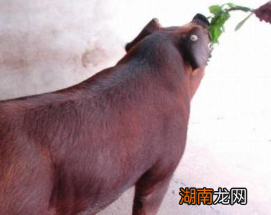 古代贵族真的不喜欢吃猪肉吗 古装剧演的都是真的吗