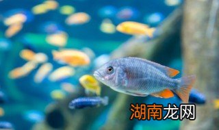 夏天家里怎么养锦鲤好 夏天家里怎么养锦鲤