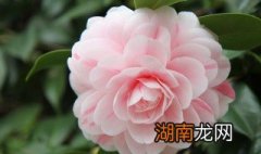 北方怎样养好茶花 怎样养好茶花