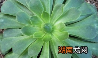 植物翡翠的养殖方法 植物翡翠的种植方法