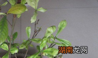 栀子花叶子枯萎了怎么救活 栀子花叶子枯萎了怎么办