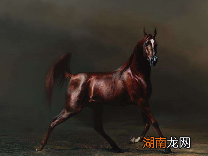 汉朝培育不出纯种汗血宝马,原因是什么?