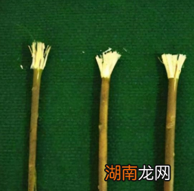 古人没有牙刷、牙膏，他们怎么保护自己的牙齿？