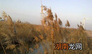 拔根芦柴花原唱歌曲 拔根芦柴花原唱