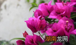 三叶梅不开花怎么办视频 三叶梅不开花怎么办