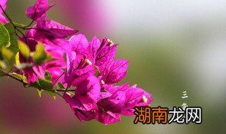 三角梅怎么掐尖爱开花 三角梅怎么掐尖