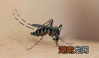 为什么蚊子怕空调的味道 为什么蚊子怕空调