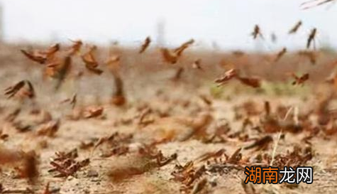 朱元璋年少时给地主刘德放牛 朱元璋登基后地主的下场是什么