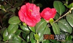 茶花叶子枯焦怎么办呢 茶花叶子枯焦怎么办