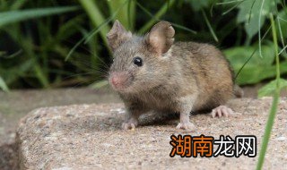 夏天家里老鼠怎么处理,夏天家里老鼠怎么处理比较好