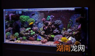 夏天家里怎么养甲鱼视频 夏天家里怎么养甲鱼