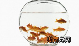 小鱼夏天热怎么养 夏天家里怎么养小鱼