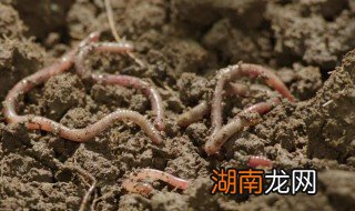 没有黑土怎么养蚯蚓呢 没有黑土怎么养蚯蚓