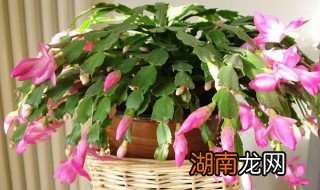 蟹爪兰9月后如何养护 蟹爪兰9月后如何养