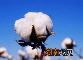 在棉花的时候，古人如何保暖呢？