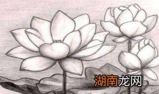 铅笔画荷花教程 铅笔画荷花的步骤