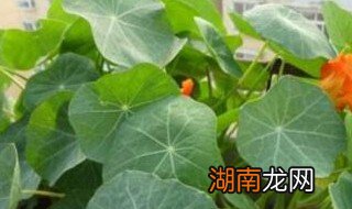 旱金莲什么时候打顶最好 旱金莲什么时候打顶