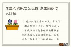 家里的蚂蚁怎么去除 家里蚂蚁怎么除掉