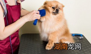 家里的小猫小狗能辨认出镜子里的自己吗