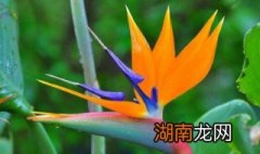 鹤望兰换盆注意事项有哪些呢 鹤望兰换盆注意事项有哪些