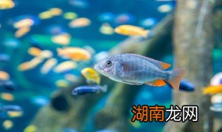 鱼缸放在冰箱上可以吗，鱼缸放在冰箱旁边可以吗