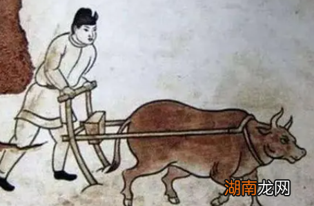 为什么古代把耕牛看的如此重要呢?