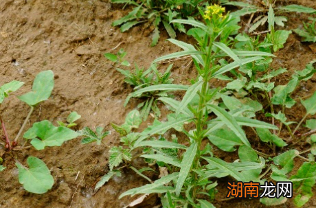 小花糖芥长什么样子?都有哪些形态特征呢?