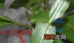 叶仙嫁接蟹爪兰教程