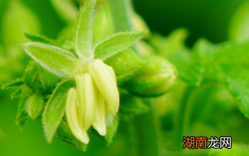 葎草长什么样子？都有哪些形态特征呢？